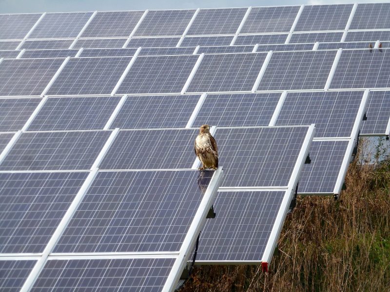 A red-tailed hawk sits on a solar array in Ann Arbor, Michigan.