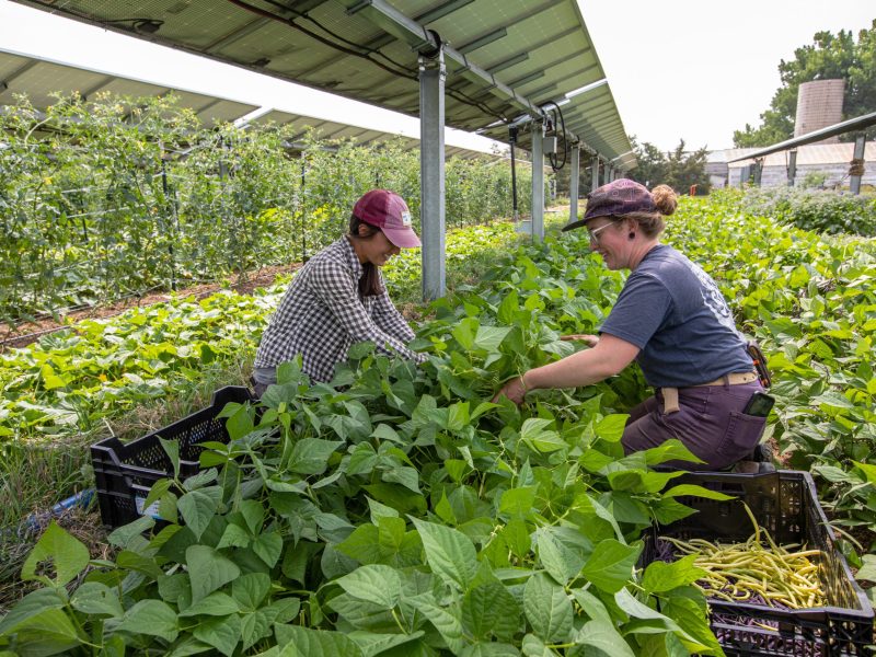 Farmers Brittany Staie, left, and Kailey Littlehorn harvest beans at Jack’s Solar Garden in Longmont, Colorado. The 5-acre community solar farm is the largest agrivoltaic research project in the U.S.