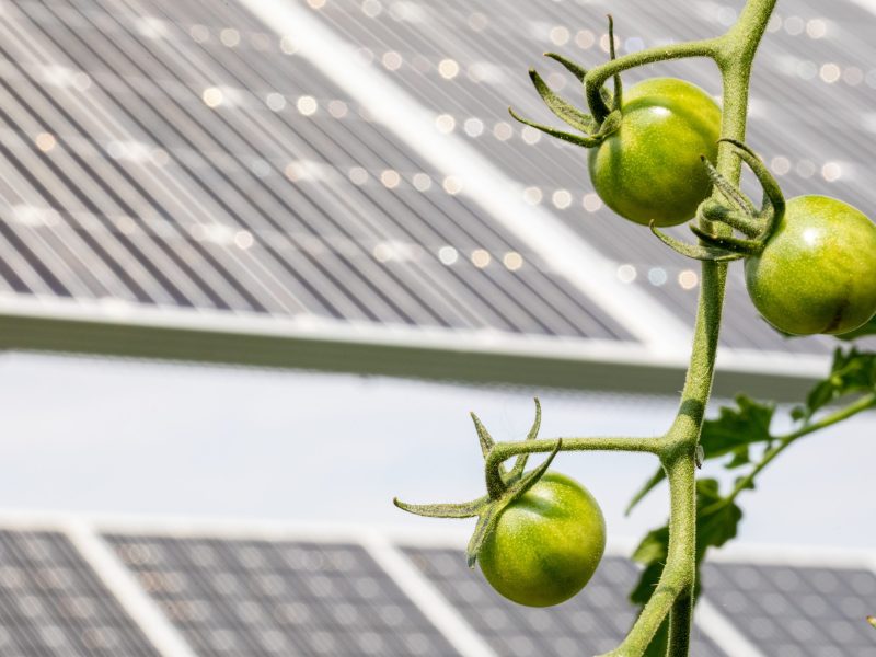 Tomatoes growing with solar panels in the background.