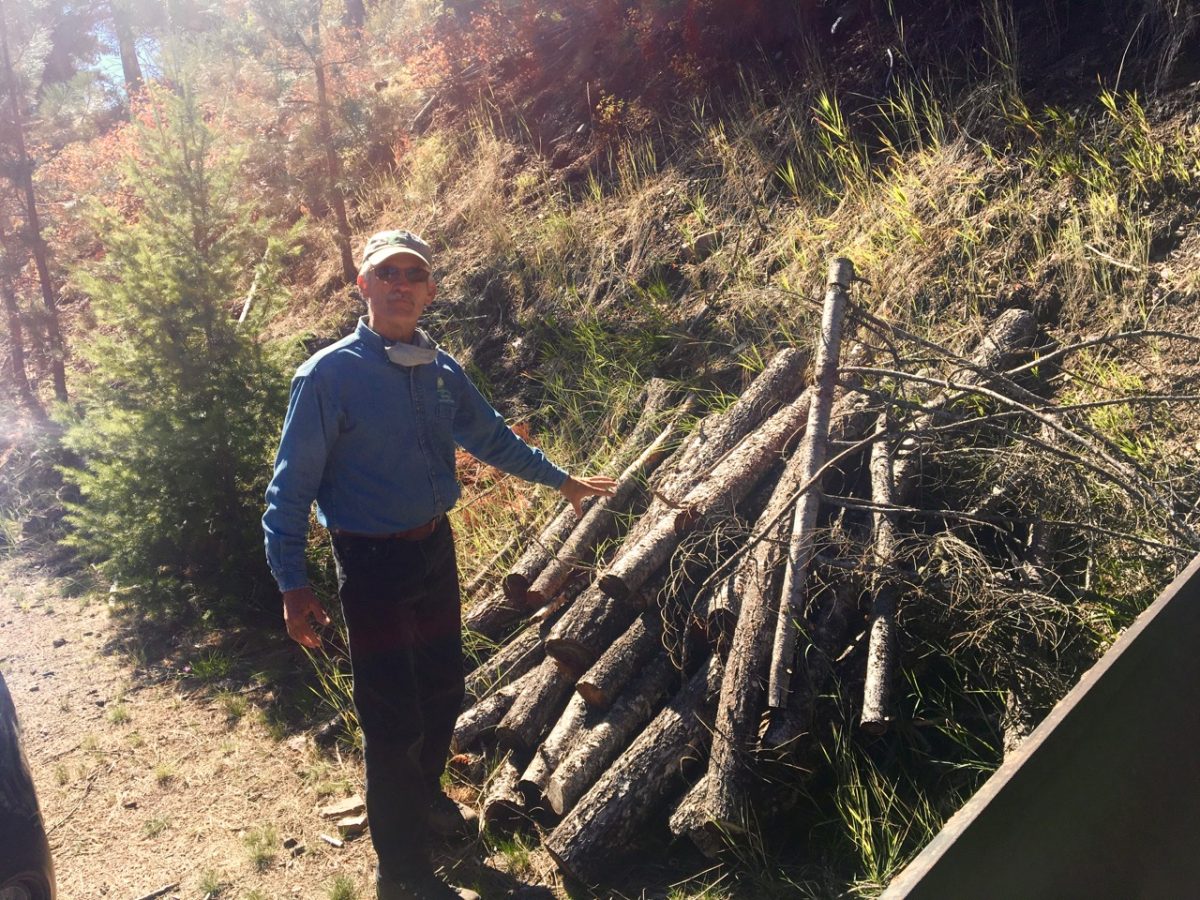 A man stands in front of a pile of thin culled trees.